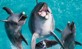 gc30seaworld-list Thumbnail